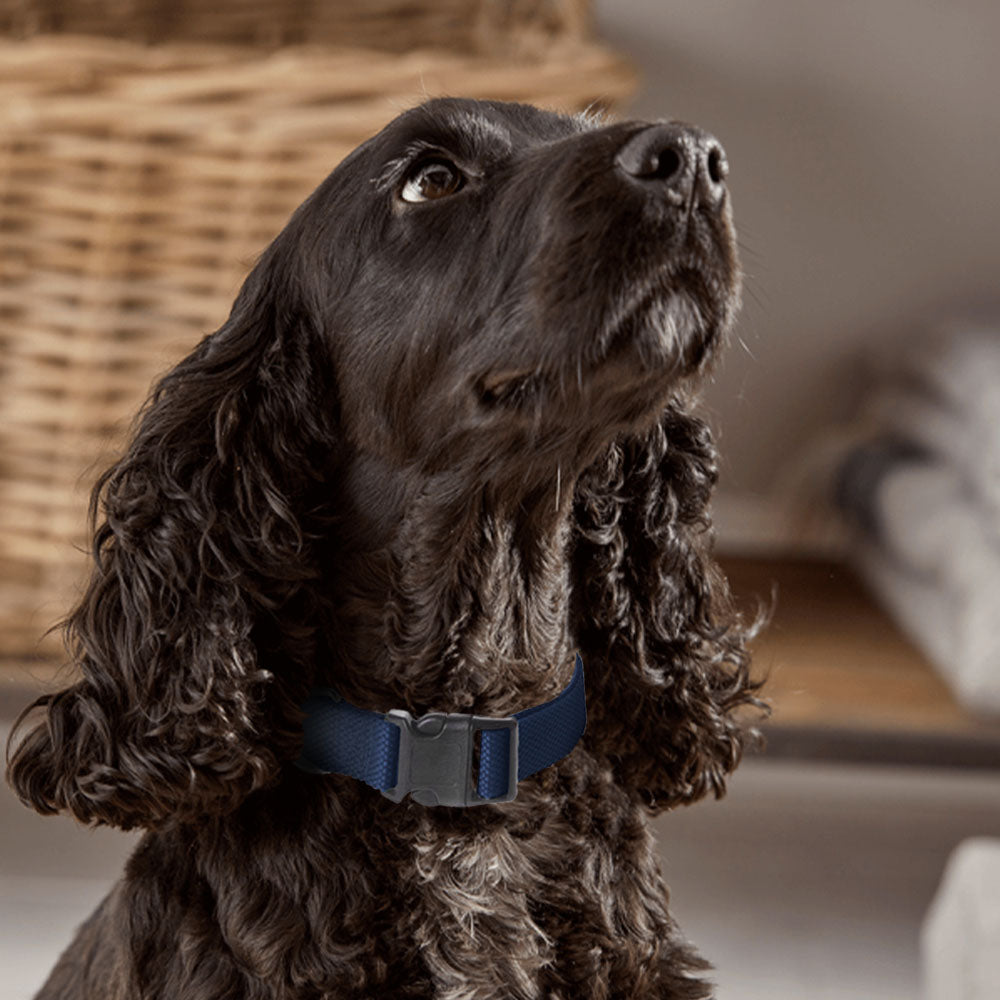 Collar de perro ajustable con clip para correa - Tamaño pequeño a mediano